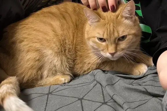 Кошки потеряшки, Калининград, фото: Потеряшка кошка, Суворова 47, Калининград