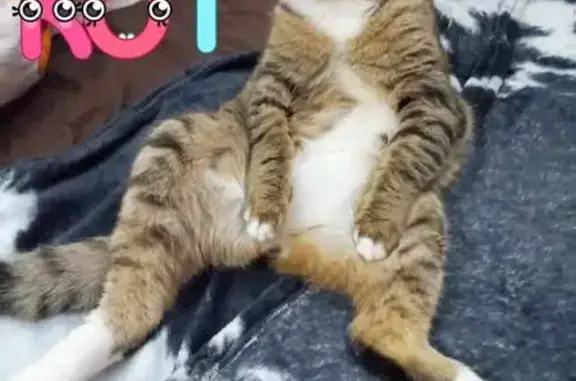 Пропала кошка, Владимирская обл.