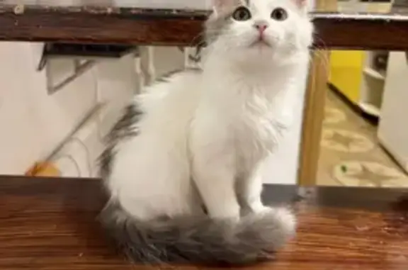 Кошки потеряшки, Ставрополь, фото: Потеряшка кошка, Лермонтова 129А, Ставрополь