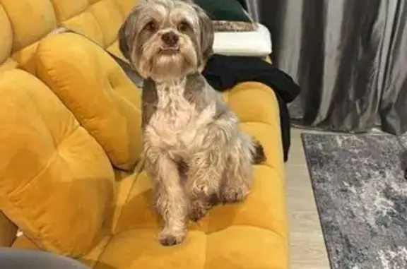 Пропала собака, 166 Большое Страшево