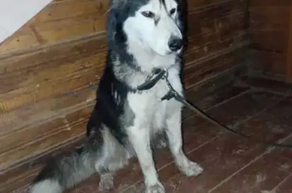 Найденные животные Гатчина, фото: Найдена собака, ул. Чкалова, Гатчина