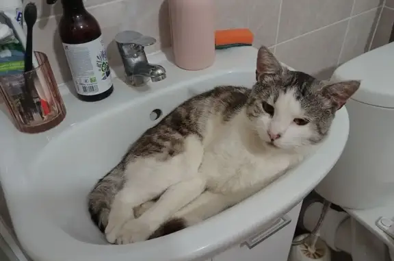 Найден кот, улица Крыленко, 45 к1, СПб