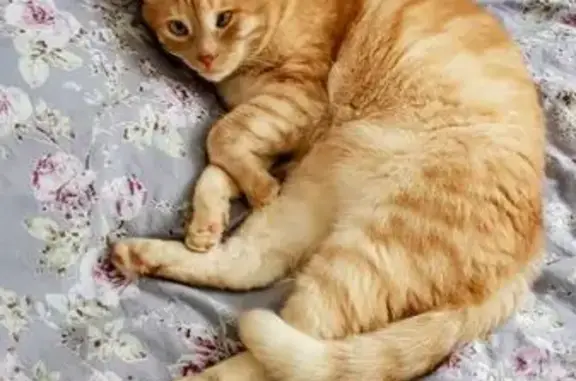 Пропала кошка, Анникова 3, Йошкар-Ола