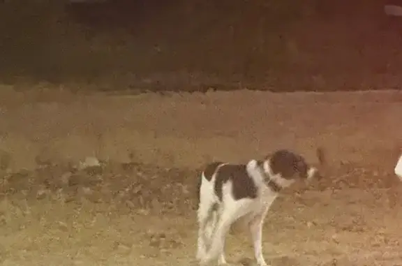 Собака найдена у Птичьего рынка, Курская 66Б