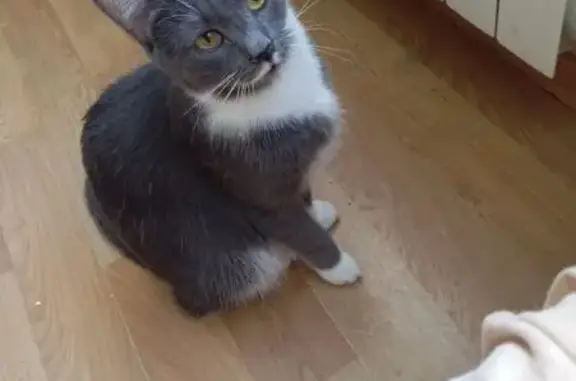 Кошки потеряшки, Санкт-Петербург, фото: Потеряшка кошка, Серебристый бул., 5 к1