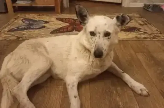 Пропала собака в Мушковатово, Рязанская обл.