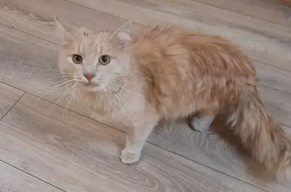 Найдена кошка, Жуковский, фото: Кот найден на улице Луч, 2, Жуковский