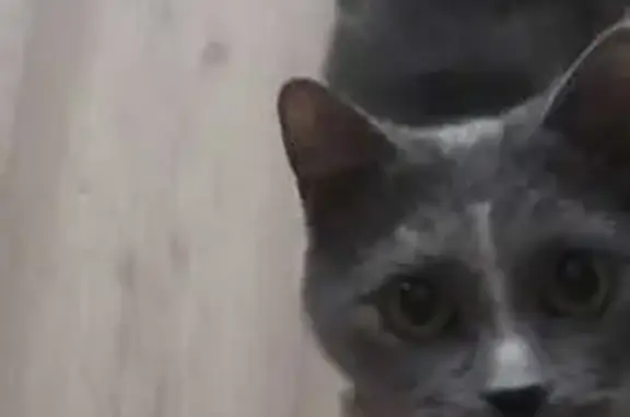 Кошки потеряшки, Вологда, фото: Потеряшка кошка, Технический пер., 33, Вологда