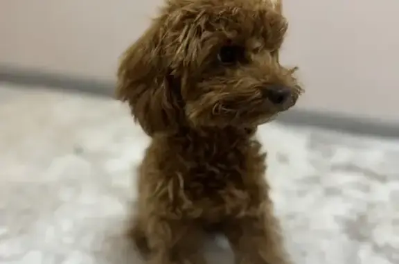 Пропала собака Бэтти, Казань, Татарстан