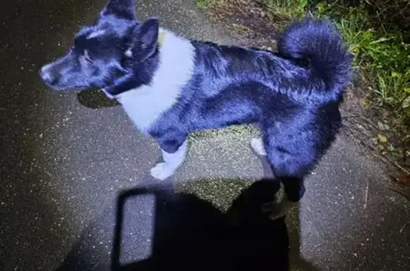 Собака найдена: Берёзовая ул., 34, Малоярославец