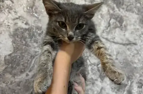 Найдена кошка, Кисловодск, фото: Кошка найдена на Седлогорская, 142