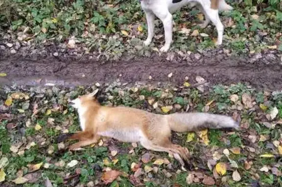 Пропала гончая в Порослицах, Калужская обл.