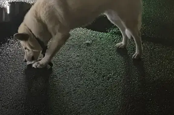 Найдена собака, Стрельна, фото: Собака найдена: Нижняя Колония, 24А с2