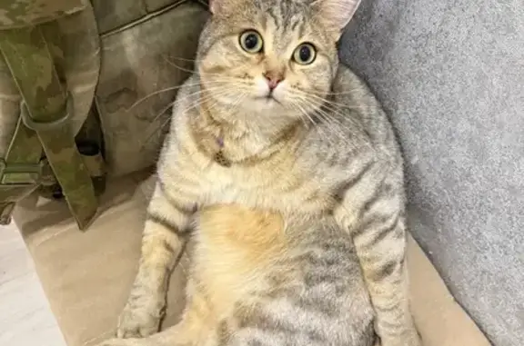 Кошки потеряшки, Кубинка, фото: Потеряшка кот Марсель, Кубинка-10, д. 15