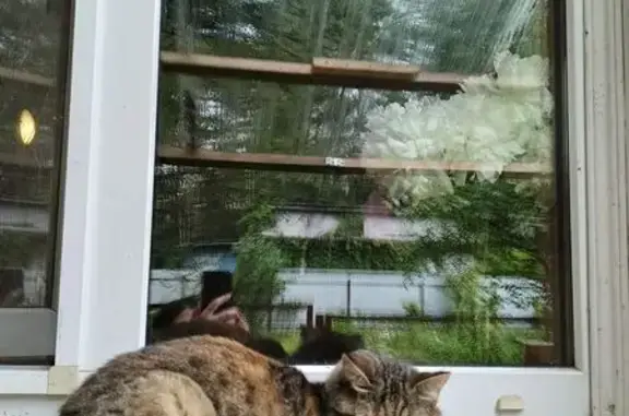 Пропала кошка, МО, рыжее пятно на спине