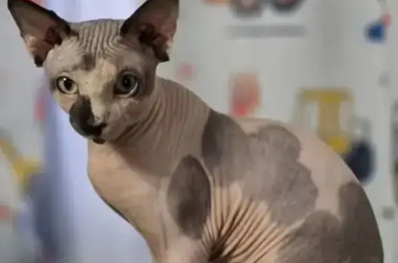 Пропал кот, Профсоюзная 8, Астрахань