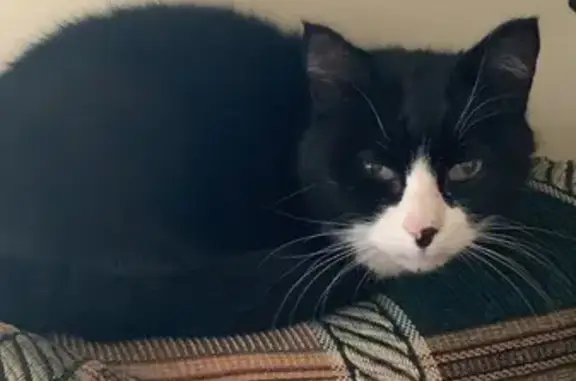 Найдена кошка, Московская область, фото: Кошка найдена в Игнатьево, МО