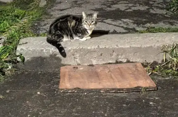 Найдена кошка, Архангельск, фото: Кошка найдена, Садовая 40, Архангельск