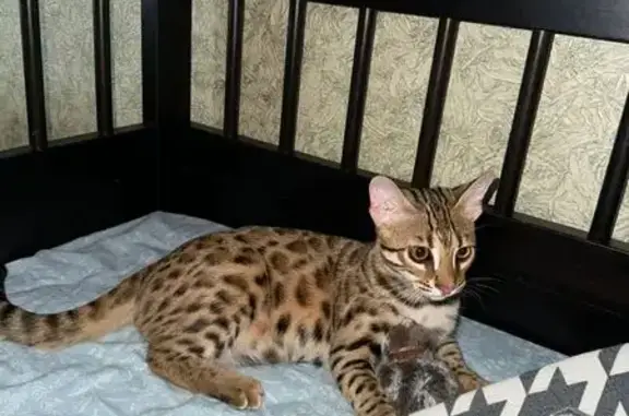 Кошки потеряшки, Казань, фото: Потеряшка кошка, ул. Каенлы, 22, Казань