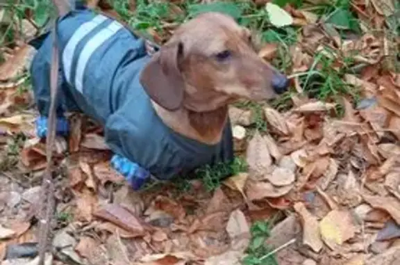 Пропала такса, Ново-Садовая 349А, Самара