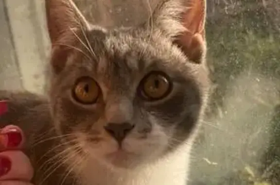 Кошки потеряшки, Гатчина, фото: Потеряшка кошка, Инженерный пер., 1, Гатчина