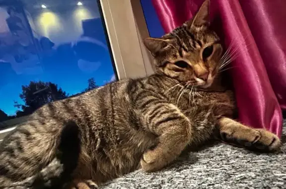 Пропала кошка, Матвеевское, МО