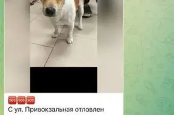 Джек рассел в отлове ЦБЖ, Ростов-на-Дону