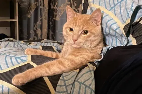 Кошки потеряшки, Москва, фото: Потеряшка кошка, Грайвороновская 8 к2