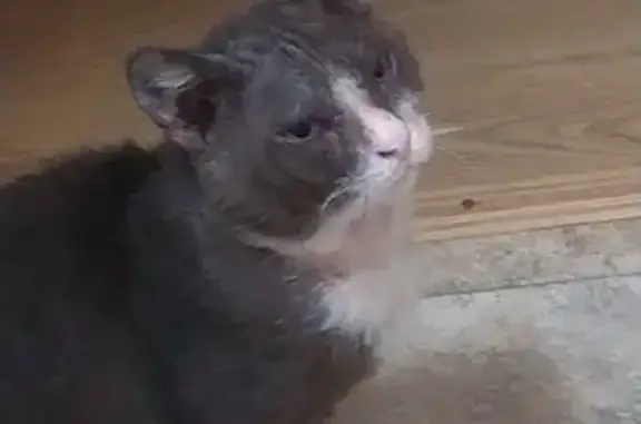 Пропал кот на Адмирала Нахимова 109А