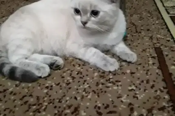 Пропала кошка: Рубцовский пр., 119А