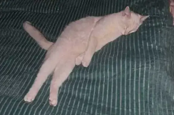 Кошки потеряшки, Норильск, фото: Потеряшка кошка, Комсомольская 52, Норильск