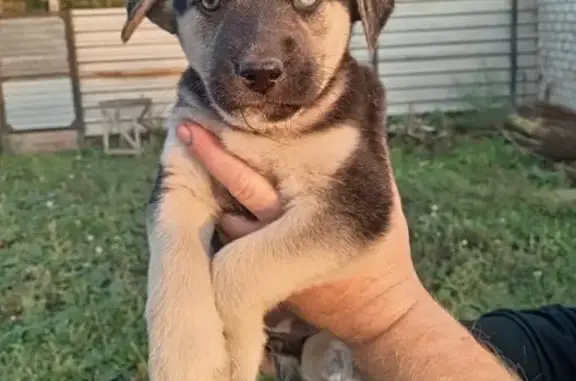 Пропала собака Герда, Химическая, Оренбург