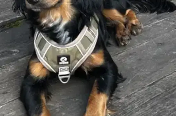 Пропала собака в Красноярске, Красноярск