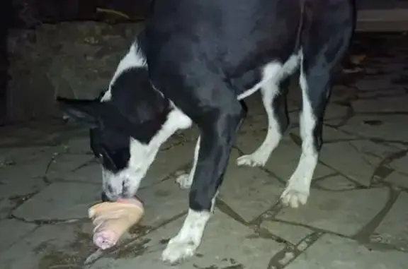 Пропала собака, 3-й Июльский пер., 30/22