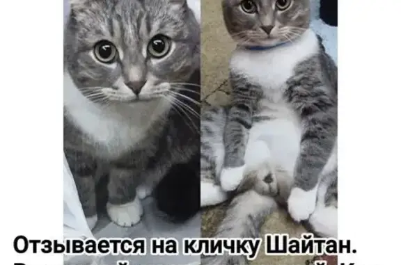 Кошки потеряшки, , фото: Потеряшка кошка, ул. Драгунова, 82, Ижевск