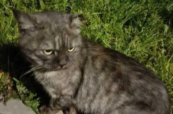 Кошка найдена: ул. 40 лет Победы, Н. Челны