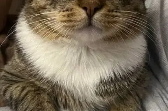 Кошки потеряшки, Томск, фото: Потеряшка кошка, Алтайская ул. 161, Томск