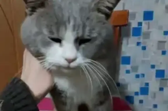 Найдена кошка, Сахаровка, фото: Кот найден: Лебяжье, Сахаровка