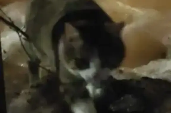 Найдена кошка, Сахаровка, фото: Кошка найдена в Лебяжье, Сахаровка