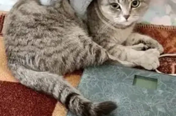 Пропала кошка, ул. Чкалова 1, Ишимбай