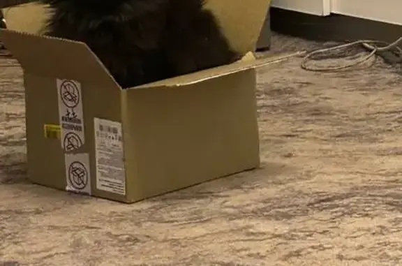 Пропал кот, Ераничи, Пермский край