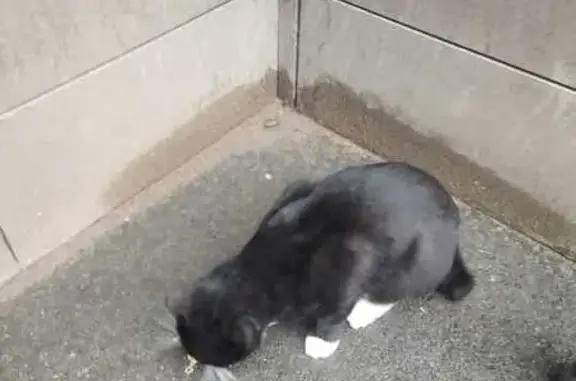 Кошка без хвоста, Уфа, Кавказская 17/1