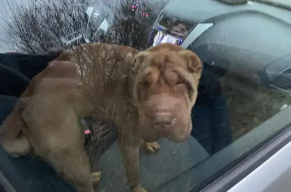 Найдена собака, , фото: Шорпей найден на 1-й Ленинской, Губино