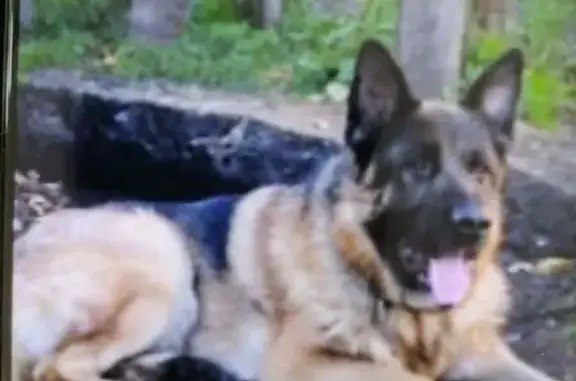 Пропала собака, Коммунистический пр., Горно-Алтайск