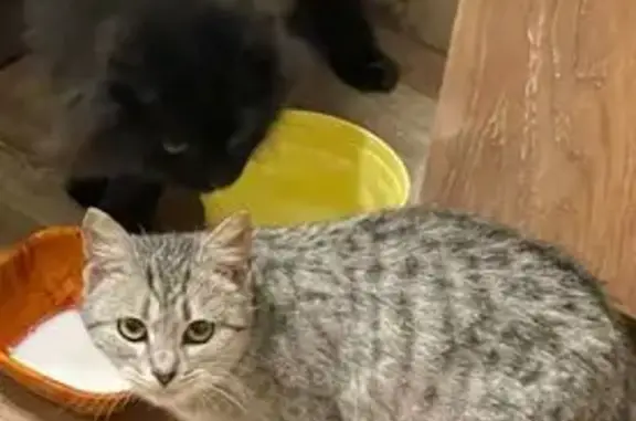 Кошка найдена на Московском шоссе, 167