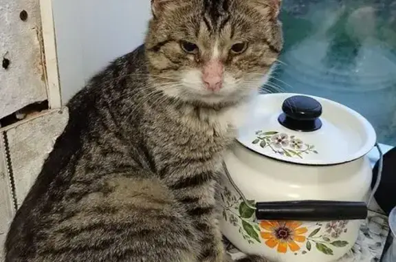 Пропал кот, Советская ул. 80, Кстово