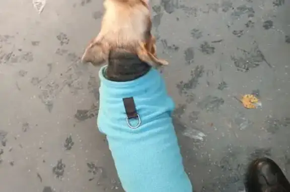 Найдена собака, Санкт-Петербург, фото: Собака найдена на ул. Типанова, СПб