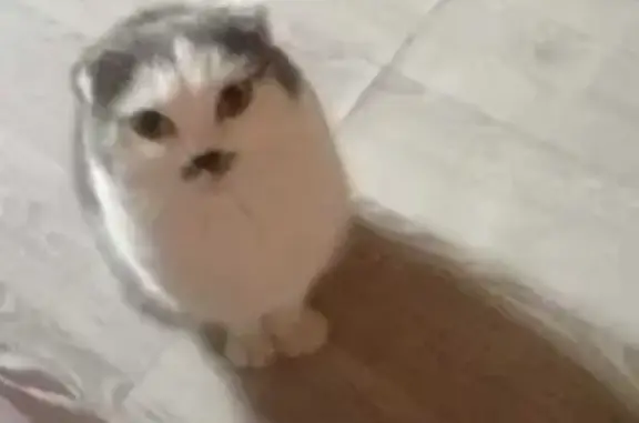 Объявления о пропавших и найденных животных, Советский, фото: Пропала кошка, Ярославская ул., Советский