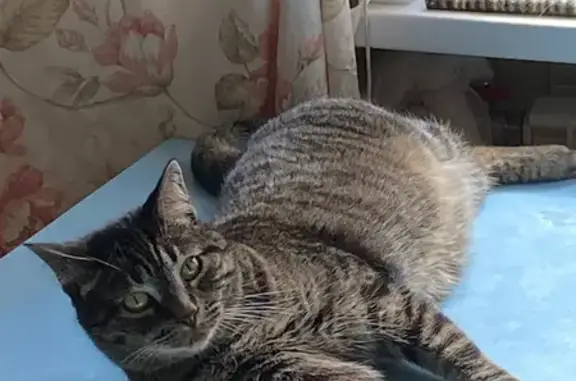 Кошки потеряшки, Металлострой, фото: Потеряшка кошка, Центральная ул. 9, Металлострой