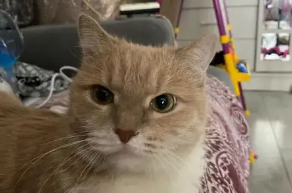 Пропала кошка, Коллекторная ул, Канск